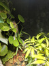 光聯(lián)天下光聯(lián)天下夾子植物生長(zhǎng)燈led全光譜桌面綠植盆栽花卉植物補(bǔ)光射燈 10W單頭【全光譜5000K】Pro 夾子植物燈 曬單實(shí)拍圖