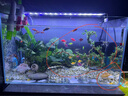 藍(lán)海精靈 天然大海螺  三湖j卷貝魚卵孵化躲避魚缸水草螺 寄居蟹替換殼 全套9只 6-13cm左右 曬單實拍圖