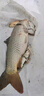 黑坑鯉魚(yú)小藥回鍋魚(yú)滑口魚(yú)水肥臭底裸鯉誘魚(yú)劑餌料果酸添加劑釣魚(yú) 黑坑鯉250ml 曬單實(shí)拍圖