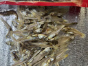 蟻淘鮮海燕魚(yú)干500g新鮮淡曬銀魚(yú)干海鮮干貨開(kāi)洋小魚(yú)仔干咸魚(yú)白凡魚(yú)干 海燕魚(yú)干500克 曬單實(shí)拍圖