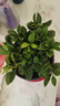 梔子花盆栽四季開花帶花苞室內(nèi)綠蘿水培花卉綠植物茉莉花九里香 高配款：15-20cm【帶花苞6株】開花飄香 濃香型梔子花【帶花苞】10天開花 曬單實(shí)拍圖