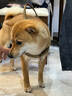 JCZS德國品牌狗狗牽引繩大型犬狗胸背帶背心式項圈馬犬金毛德牧邊牧脖 棕色胸背 L 參考體重35-60斤 曬單實拍圖
