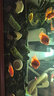 活體寵物血紅鸚鵡魚淡水中大型熱帶觀賞魚元寶發(fā)財(cái)魚鸚鵡魚活體魚紅財(cái)神魚 7-9cm紅鸚鵡6條 曬單實(shí)拍圖