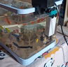 闊庭（KUOTING） 魚缸懶人魚缸家用客廳辦公室金魚缸過濾魚缸藍(lán)色款 曬單實(shí)拍圖