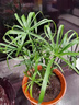 高品質(zhì)碗蓮種子水培植物客廳室內好養荷花盆栽四季開(kāi)花不支持退貨 精品睡蓮種子10顆已開(kāi)口顏色隨 曬單實(shí)拍圖