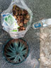 香水百合種球四季花卉好養(yǎng)易活盆栽室內(nèi)花植物種球濃香百合花種球 混搭色花色都有 百合種球一顆 曬單實(shí)拍圖