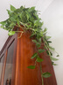 長藤綠蘿垂吊綠植室內(nèi)吊蘭吸甲醛凈化空氣綠植盆栽稀有綠蘿盆栽 【盆口直徑16厘米】長藤紅盆綠蘿1盆送肥料 曬單實(shí)拍圖