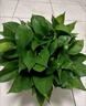 行湘綠蘿盆栽水培綠植新房除甲醛植物 180#原盆4盆+吸水盆 源頭直發(fā) 曬單實拍圖