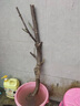 正宗蜂糖李樹苗蜜糖李地栽脫骨大果四季種植當(dāng)年結(jié)果蜂糖李子苗 八年苗【】當(dāng)年結(jié)果 特大蜂糖李樹苗 曬單實(shí)拍圖