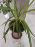 劉閣蘭花蘭花苗 紅花市長(zhǎng)紅 現(xiàn)帶濃香花苞出售室內(nèi)花卉蘭花苗蘭草盆栽 4苗連體裸根帶花苞 曬單實(shí)拍圖