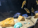 呆寵兒魚(yú)缸 魚(yú)缸自循環(huán)免換水生態(tài)魚(yú)缸魚(yú)缸家用小型魚(yú)缸造景送貨上門 背濾70*40*40加厚8mm 全光譜|升級(jí)款 曬單實(shí)拍圖