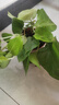綠蘿盆栽室內(nèi)植物新房家用吸除甲醛凈化空氣水培綠植花卉長(zhǎng)藤綠蘿 120#原盆自動(dòng)吸水【4盆】+2包肥 曬單實(shí)拍圖