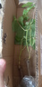 【買一送一】正宗葡萄樹苗盆栽地栽南方北方種植耐寒庭院果樹苗木 0.8cm（含）-1cm（不含） 組合 【陽光玫瑰+巨峰】帶土帶葉+肥 曬單實拍圖