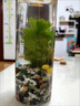 微景觀生態(tài)瓶生態(tài)瓶觀賞小魚diy微景觀免換水造景材料活動(dòng)禮物水 科學(xué)簡(jiǎn)約款 曬單實(shí)拍圖