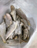 蝦有蝦途去頭小黃花魚鮮活冷凍小黃魚海捕魚海魚整箱批發(fā)價4斤凈重 【去頭】深海小黃魚 4斤去頭小黃魚 曬單實拍圖