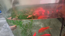 德瑞水族 魚(yú)飼料錦鯉飼料育成色揚(yáng)增體魚(yú)食金魚(yú)飼料血鸚鵡魚(yú)魚(yú)糧中粒1.5kg 曬單實(shí)拍圖