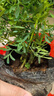 蕓香草臭草植物賊仔草盆栽室外陽臺菜園四季花苗臭艾驅(qū)蚊驅(qū)蛇食用 蕓香草小顆 帶盆 曬單實(shí)拍圖