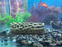 萌嘟星寵 蘿木蝦屋魚缸裝飾擺件仿真水族造景城堡魚蝦躲避罐 曬單實(shí)拍圖