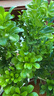 米蘭花盆栽花卉植物室內(nèi)陽(yáng)臺(tái)花帶花苞濃香好養(yǎng)易活老樁樹(shù)盆景綠植 2盆五年壯苗米蘭花原土發(fā)貨 帶盆栽好 曬單實(shí)拍圖