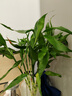 植男植女富貴竹水培竹子植物綠植室內(nèi)好養(yǎng)盆栽不帶根6/70cm含盆源頭直發(fā)  曬單實(shí)拍圖