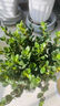 藝萱金魚吊蘭盆栽四季觀花植物金魚花室內(nèi)客廳觀花植物豆瓣綠四季常青 金魚吊蘭1盆【原盆】送肥料 曬單實(shí)拍圖