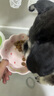愛肯拿（ACANA）狗糧 鴨肉梨成犬幼犬 低敏去淚痕 全價通用原裝進口糧2kg效期26/5 曬單實拍圖