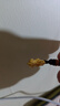 中國黃金（CHINA GOLD）黃金項鏈男女款足金納福貔貅吊墜掛墜情人節(jié)生日禮物送女友愛人 納福貔貅吊墜【黑繩】 約1-1.1g 曬單實拍圖