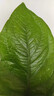 聚寶盆大葉綠植鳥巢花燭盆栽客廳招財水培植物室內(nèi)好養(yǎng)花卉發(fā)財樹 1顆聚寶盆（30~40cm）中號 帶盆種好 曬單實拍圖