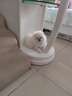伊寵純種博美幼犬活體寵物狗狗小狗活物小型犬俊介犬 寵物級(jí) 公 曬單實(shí)拍圖