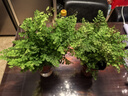 鐵線蕨盆栽鐵絲草多年生常綠草本觀葉綠植帶土綠植花卉耐陰水培 鐵線蕨1盆+原盆原土+肥料 曬單實(shí)拍圖