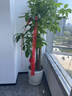 仙植緣【2小時(shí)同城配送】2米大型發(fā)財(cái)樹盆栽綠植辦公室客廳開業(yè)喬遷送禮 |約1.75米|步步高發(fā)財(cái)樹|白瓷盆 專車送貨 更快更好 曬單實(shí)拍圖