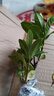 小盆梔子花盆栽四季開(kāi)花部分帶花苞室內(nèi)綠蘿水培花卉綠植物 低配款：15-20cm【2株】當(dāng)年少量開(kāi)花 濃香型梔子花【帶花苞】10天開(kāi)花 曬單實(shí)拍圖
