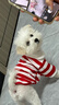 JCZS德國品牌BLG條紋POLO衫小狗衣服春秋裝泰迪比熊雪納瑞冬季貓咪秋 【德國品質(zhì)】 藏青條紋 XS(建議體重1-3斤) 曬單實(shí)拍圖