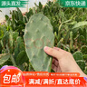 急兔仙人掌葉片可嫁接蟹爪蘭開花無根仙人掌葉片約10厘米6片源頭直發(fā) 曬單實(shí)拍圖