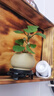 喜鵲說(shuō)小盼菩提樹(shù)盆栽植物室內觀(guān)果綠植客廳盆景辦公室凈化空氣桌面好養 小盼菩提-素砂盆 帶盆栽好 曬單實(shí)拍圖