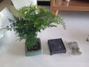 花行榜盆栽植物室內(nèi)花卉綠植 精品小文竹+四方瓷盆+底座+苔蘚源頭直發(fā) 曬單實(shí)拍圖