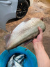 一味一味NEX-翹魚竿手竿輕量超輕超硬綜合竿魚桿碳素 9m 一味NEX翹 曬單實拍圖