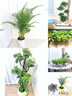 植男植女鴨腳木客廳盆栽八方來(lái)財(cái)室內(nèi)落地大型綠植DIY造型源頭直發(fā) 曬單實(shí)拍圖