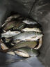 柏羽真發(fā)酵玉米麥粒雜糧打窩料釣魚(yú)餌料魚(yú)餌野釣黑坑底窩鯉魚(yú)鳊魚(yú)草魚(yú) 真發(fā)酵玉米(不是真發(fā)酵直接退） 2500克桶裝(果味)25度以上效果好 曬單實(shí)拍圖