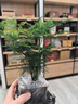 佰花錦文竹桌面盆栽新中式綠植辦公室客廳盆景茶臺臥室好養(yǎng)綠植花卉植物 【送方底座】文竹+pvc舍得盆+黑沙石鋪面 20-30cm 曬單實拍圖