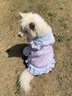 狗狗衣服大型犬寵物春夏公主大中型犬綁帶網(wǎng)紗裙寵物狗狗貓咪衣服 寵物小禮品一個(gè) 8XL胸100背70約56-80斤 曬單實(shí)拍圖