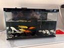 錦鯉魚金魚活魚黃金鯉黑錦鯉紅色魚白錦鯉小型耐活好養(yǎng)冷水蝴蝶鯉 8-10cm黑白紅黃四種顏色5條 曬單實拍圖