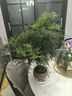 開(kāi)時(shí)果 大文竹盆栽老樁精品植物 大棵文竹室內(nèi)大型綠植盆景源頭直發(fā)包郵 5年大文竹+原土球*2棵/約40-50cm 曬單實(shí)拍圖