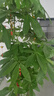 花財主天堂鳥盆栽辦公室大型綠植客廳盆栽家用吸甲醛凈化空氣綠植 步步高發(fā)財樹1.7-1.8m【福字盆】 曬單實拍圖