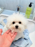 OH! NANAohnana天然草本精油狗狗沐浴露 全犬類(lèi)適用 療愈SPA 【玫瑰與冷杉】ROSE & FIR 曬單實(shí)拍圖