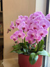 植伴蝴蝶蘭盆栽喬遷開(kāi)業(yè)商務(wù)慶典鮮花速遞同城室內(nèi)植物花卉上海配送花 幸福相伴--6株蝴蝶蘭盆栽（花盆類似） 曬單實(shí)拍圖