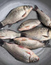 致尊坊當(dāng)歸高端進(jìn)口魚線主線正品臺灣子線原絲超強(qiáng)拉力高強(qiáng)度耐磨尼龍線 主線(墨綠) 1.2號 曬單實(shí)拍圖