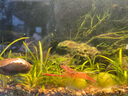 覓百果正宗海南金鉆鳳梨香水無眼菠蘿新鮮當(dāng)季熱帶水果手撕鳳梨整箱 5斤精選裝【2-3個(gè)】A級爆甜 曬單實(shí)拍圖