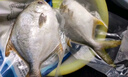 翔泰 海南金鯧魚凈重900g 2條裝  魚類生鮮 燒烤 火鍋食材 海鮮水產(chǎn) 曬單實(shí)拍圖