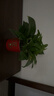 雙盟綠蘿盆栽除甲醛花卉綠植辦公室新房?jì)艋諝?10福字8盆裝源頭直發(fā) 曬單實(shí)拍圖